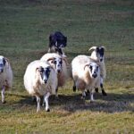 yeleen txakur-eskola